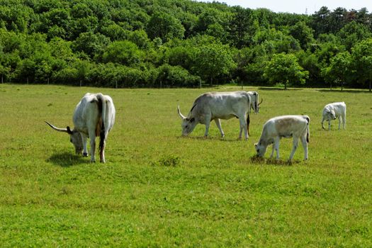 Ruminant Hungarian gray cattle bull on grass