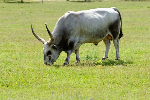 Ruminant Hungarian gray cattle bull on grass