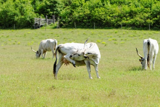Ruminant Hungarian gray cattle bull on grass