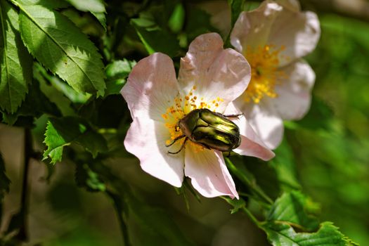 close up about copper flower beetle on flower (Protaetia fieberi)