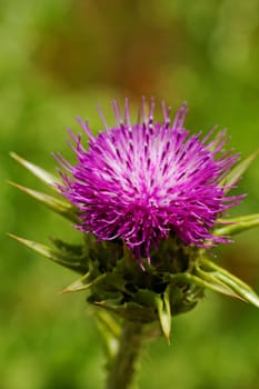 close-up about violet thistle flower on poppy field