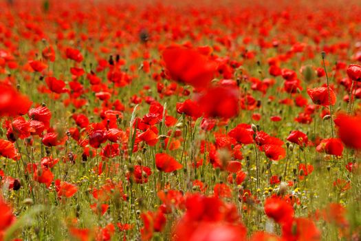 Huge red colored poppy field