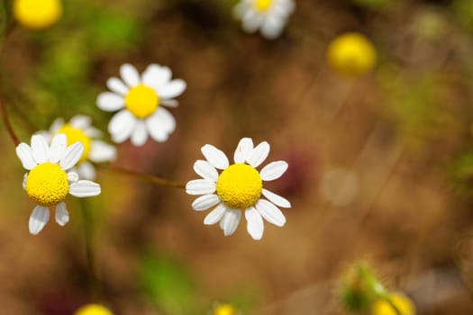 wild camomile, herbs in nature