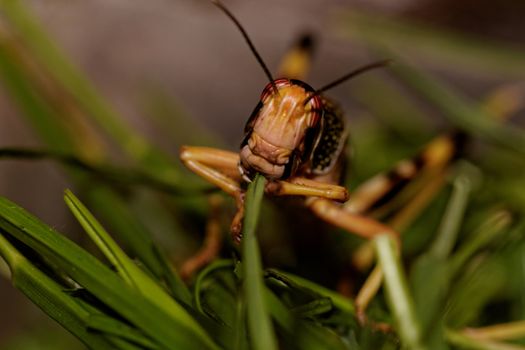 one locust eating the grass in the nature