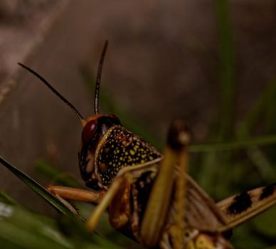 one locust eating the grass in the nature