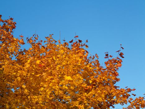 Detail of the autumn branch of maple tree