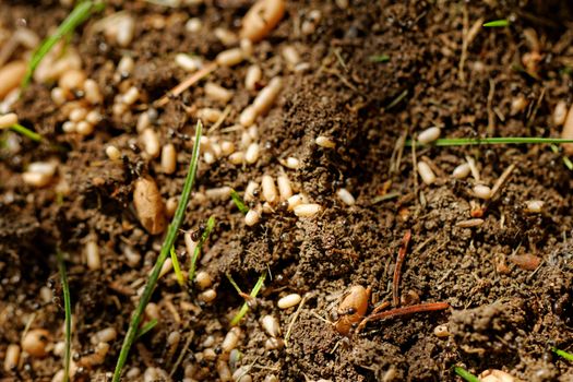 in the anthill moving ants the eggs