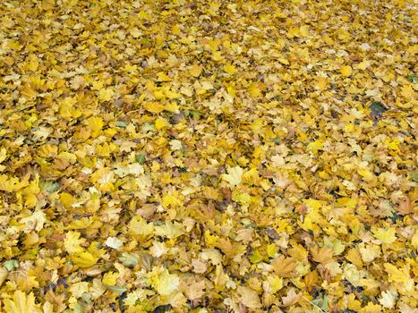 Detail of the autumn autumn maple leaves