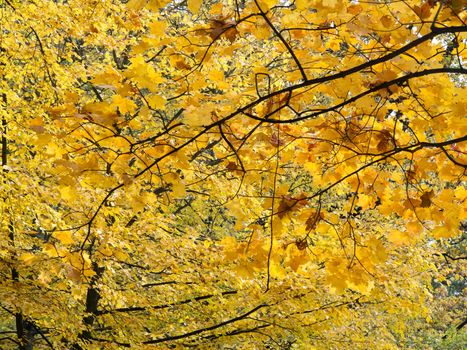 Detail of the autumn branch of maple tree