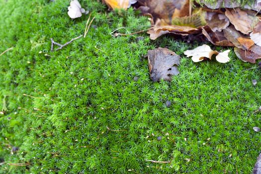 Detail (close-up) of the carpet of moss