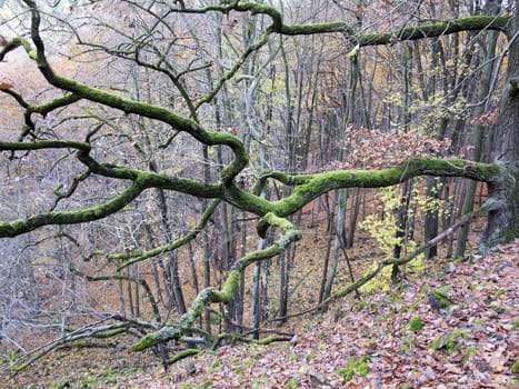 Detail of the branch covered with moss