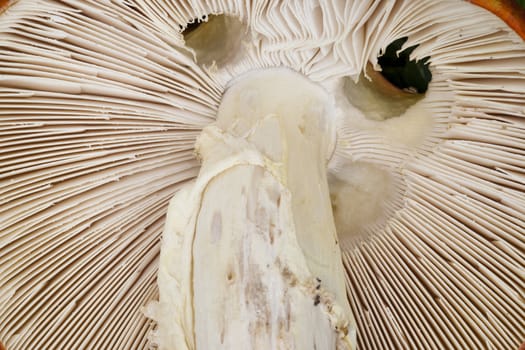 Detail of the amanita muscaria looks like bugaboo