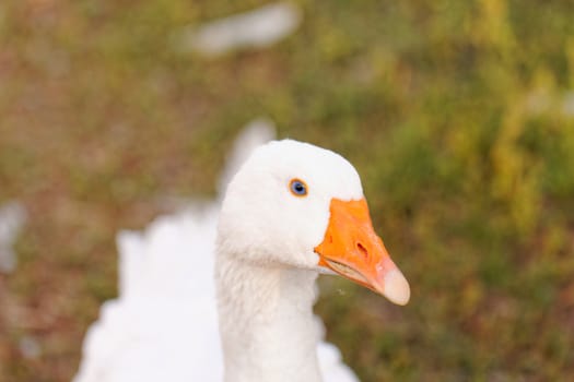White geese with blue eyes, in farm