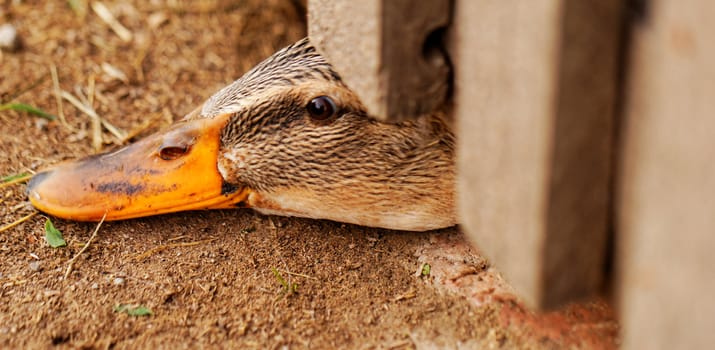 Domestic duck with brown eyes on a farm