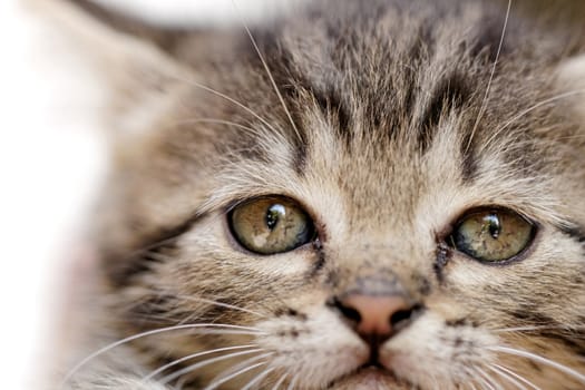 close up on a kittens face portrait