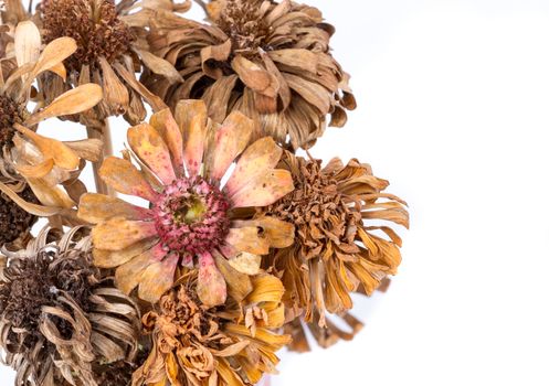 Lots of Dried Zinnia on white background