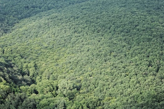 aerial view of a huge green forest