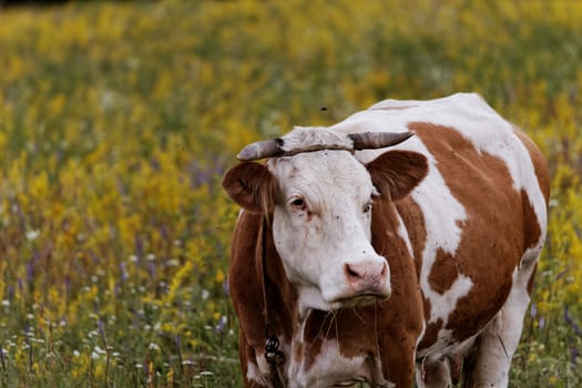 motley cow graze in a field (free range)