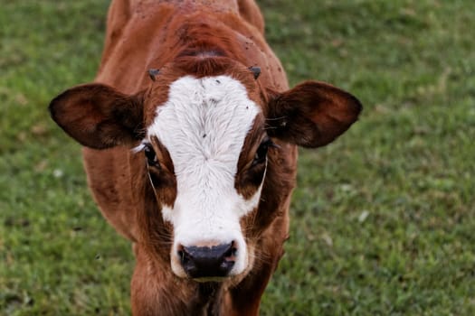 motley cow graze in a field (free range)