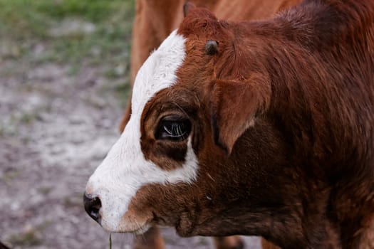 motley cow graze in a field (free range)