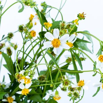 Chamomile flower with green leaf on white background