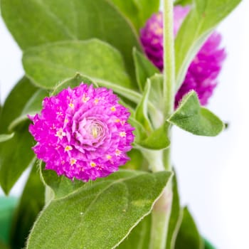 Beautiful purple flowers - Gomphrena globosa Linn. on white background