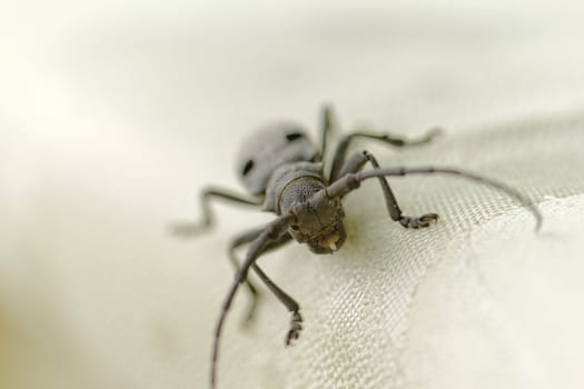 Macro portrait of the Capricorn Beetle on desk