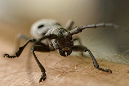 Macro portrait of the Capricorn Beetle on human arm (man's hand)