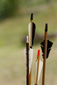 color archery arrows in nature on the ground