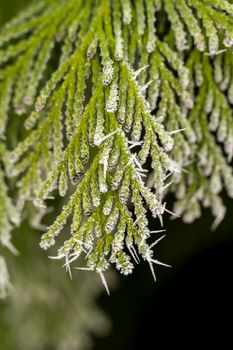 white hoarfrost crystal on green thuja twig