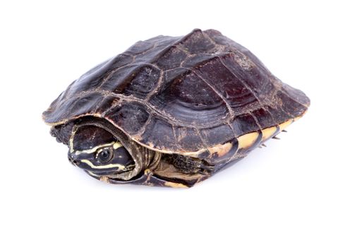 Snail-eating turtle on white background