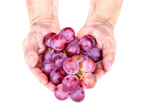 Fresh bunch of red grape in adult hands on white background