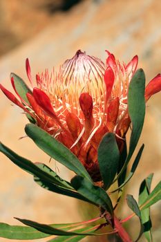 Beautiful flowering protea growing in sandstone rockery garden.