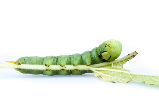 Ceroprepes sp. Sesame web-worm with sesame tree on white background.