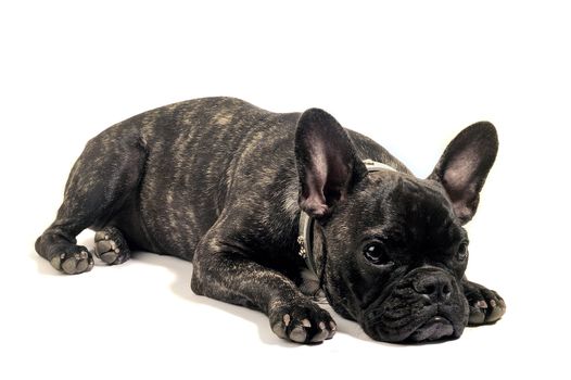 French bulldog on white background in studio