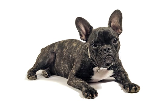 French bulldog on white background in studio