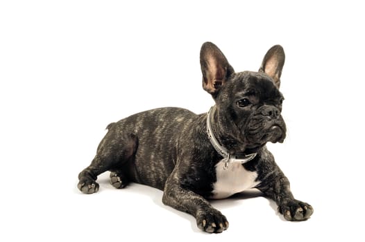 French bulldog on white background in studio