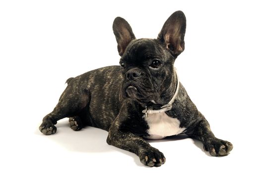 French bulldog on white background in studio