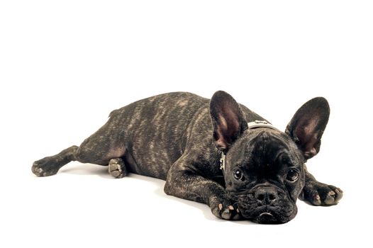 French bulldog on white background in studio