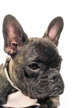 French bulldog on white background in studio