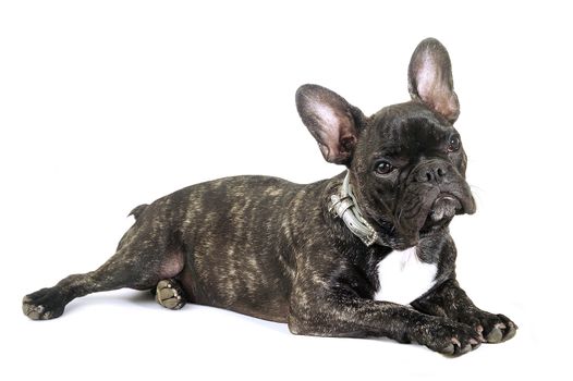 French bulldog on white background in studio