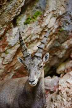 Alpine Ibex closeup in the mountains