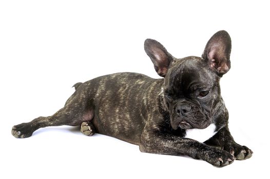 French bulldog on white background in studio