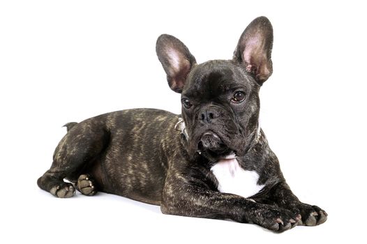 French bulldog on white background in studio