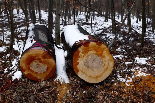 Big logs in a winter forest