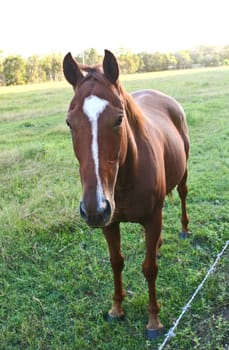 A Horse in the meadow