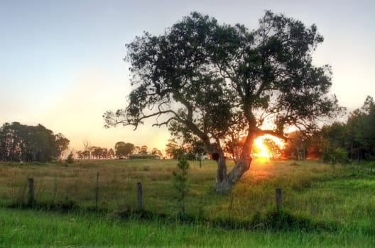 Sunset with trees and meadow