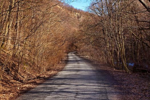 Autumn road leading through the forest