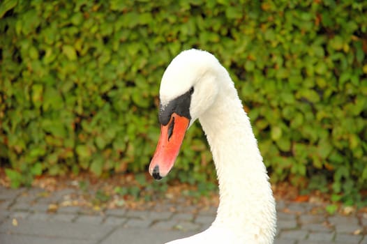 Close up of head and neck of swan