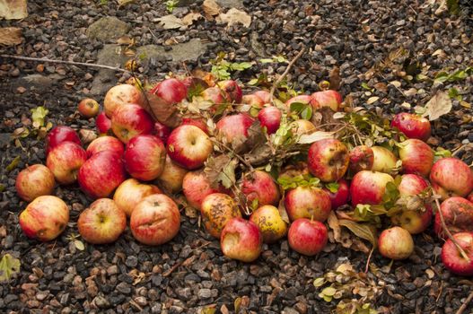 Windfall apples lying on the ground